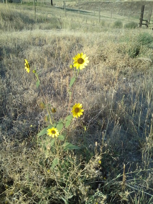 These wildflowers (black-eyed Susans?) contribute  their dazzle to the golden season.