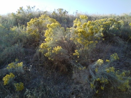 Rabbitbrush. When I lived in Arizona, I once used rabbitbrush fIowers to dye handspun wool yellow. 