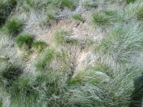 Bluebunch wheatgrass, the real State Grass of Washington State