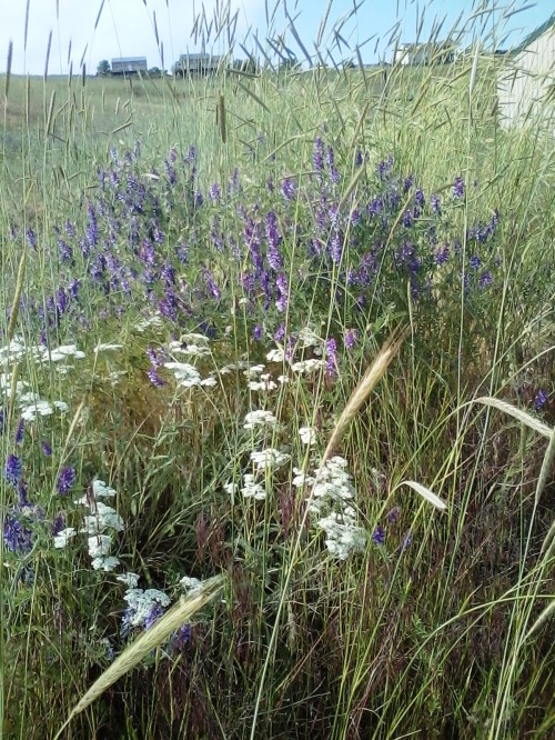 Front to rear: Crested wheatgrass, yarrow, vetch, Great Basin wild rye