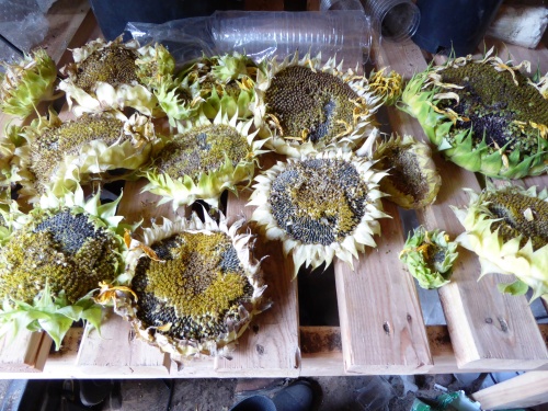 We cut the dry sunflower blooms today and laid them out to dry. Within a week or two, we'll harvest the seeds.